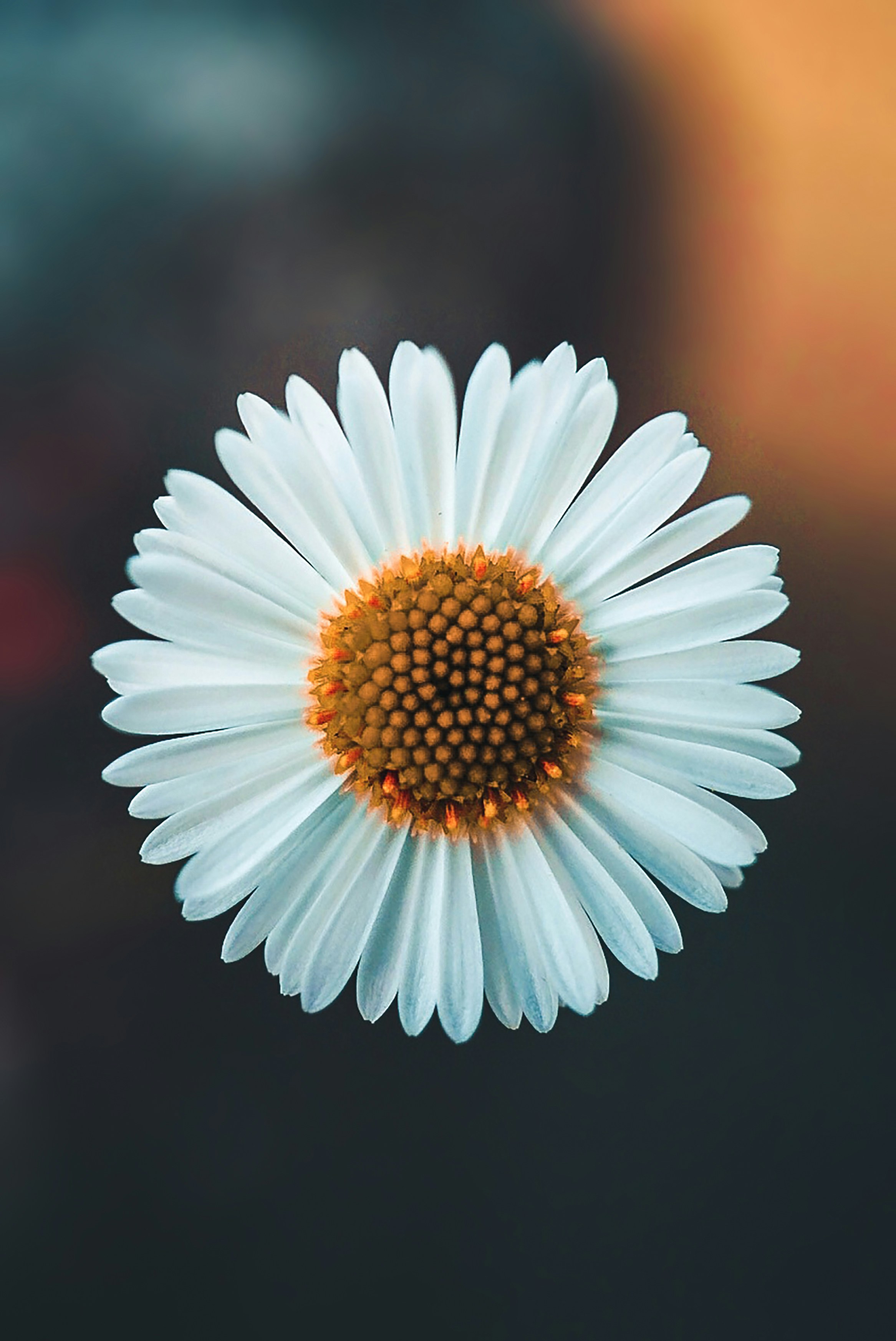 test pontus